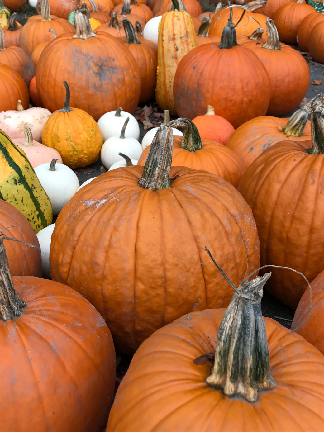 From The Archives: Picking The Perfect Pumpkin (and Apples) In ...