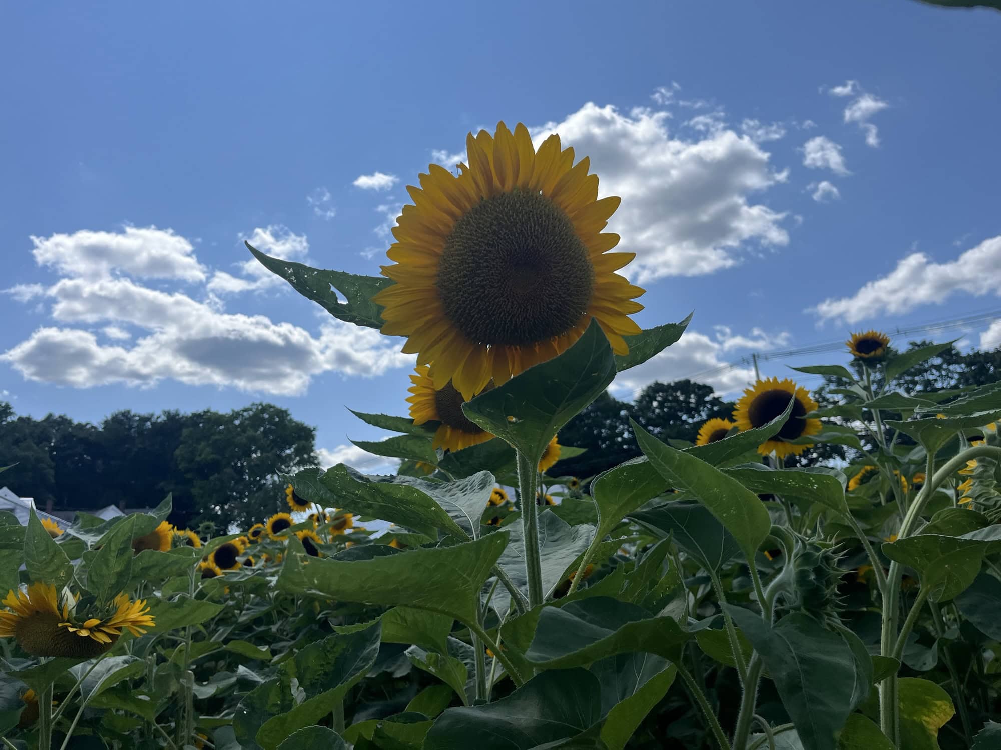 Farm Tour of Southeastern Massachusetts - Backyard Road Trips